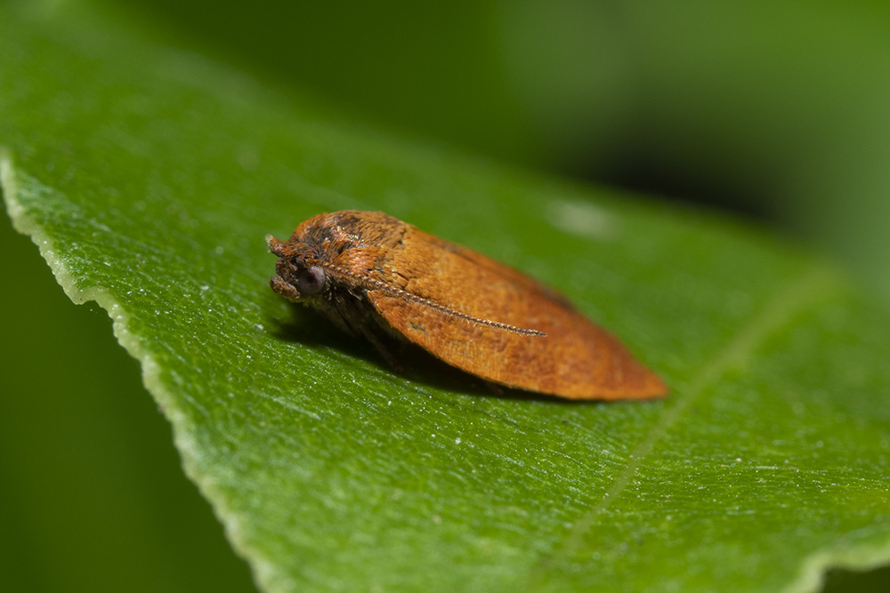 Tortricidae: Cacoecimorpha pronubana?  Sì, maschio